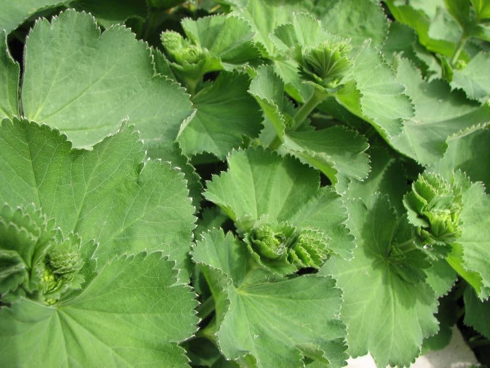 Alchemilla: अलकेमिल्ला क्या है?