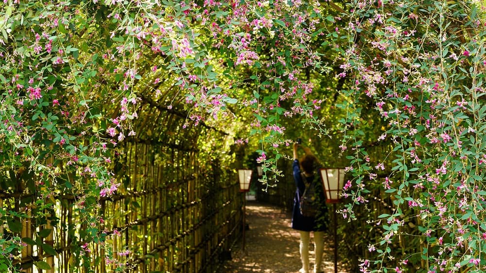 Kudzu: कुडजु क्या है?