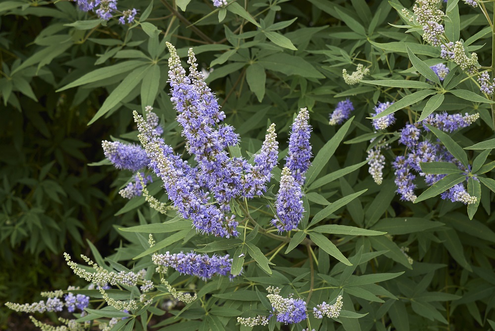 Vitex-agnus-castus: निर्गुण्डी क्या है?