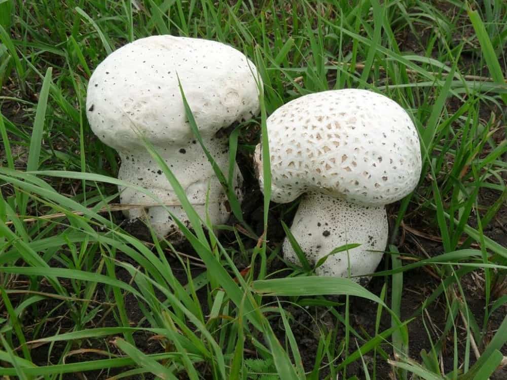 Puff Ball : पफ बॉल क्या है?