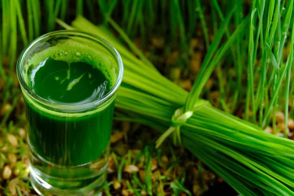 Wheatgrass : व्हीटग्रास क्या है ? जानिए इसके फायदे और साइड इफेक्ट