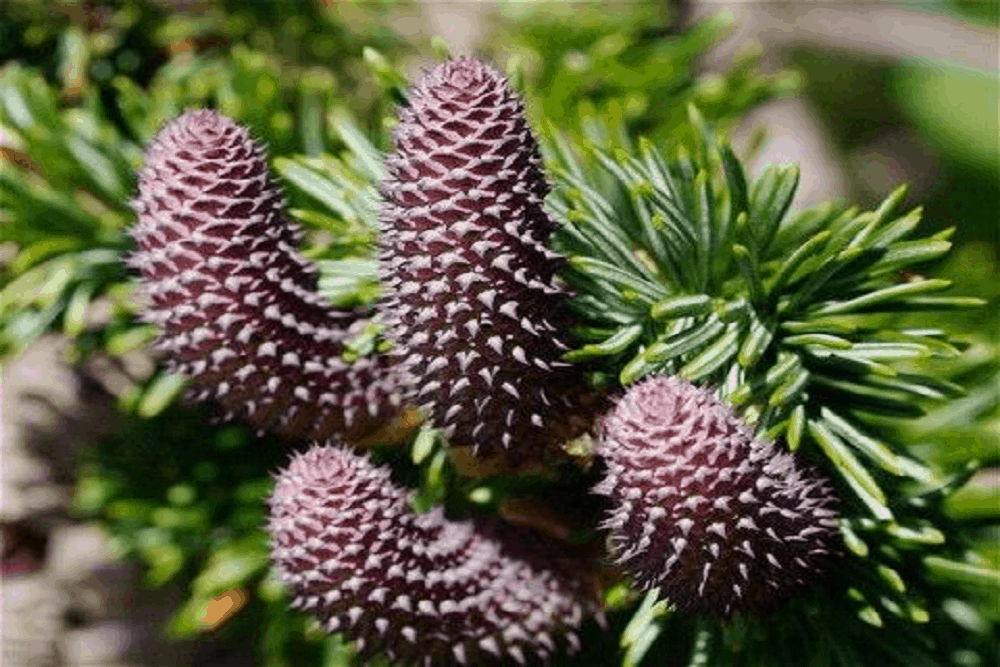 Fir: फर क्या है?