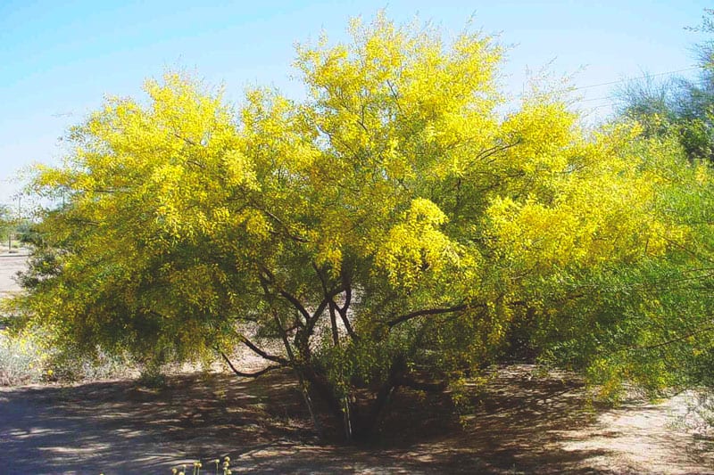 Acacia: बबूल क्या है?