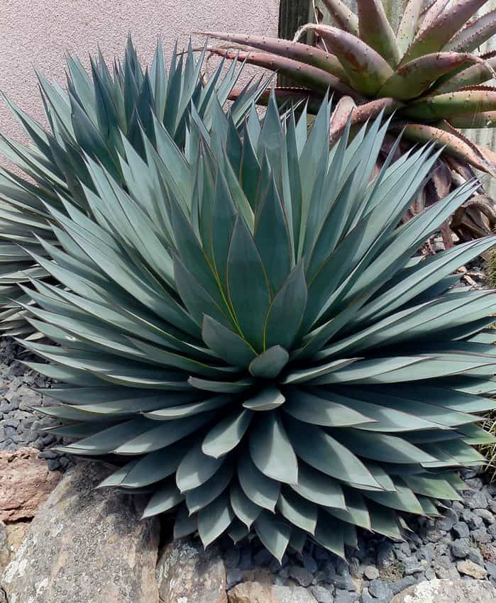Agave : रामबांस क्या है ? जानिए इसके फायदे और साइड इफेक्ट