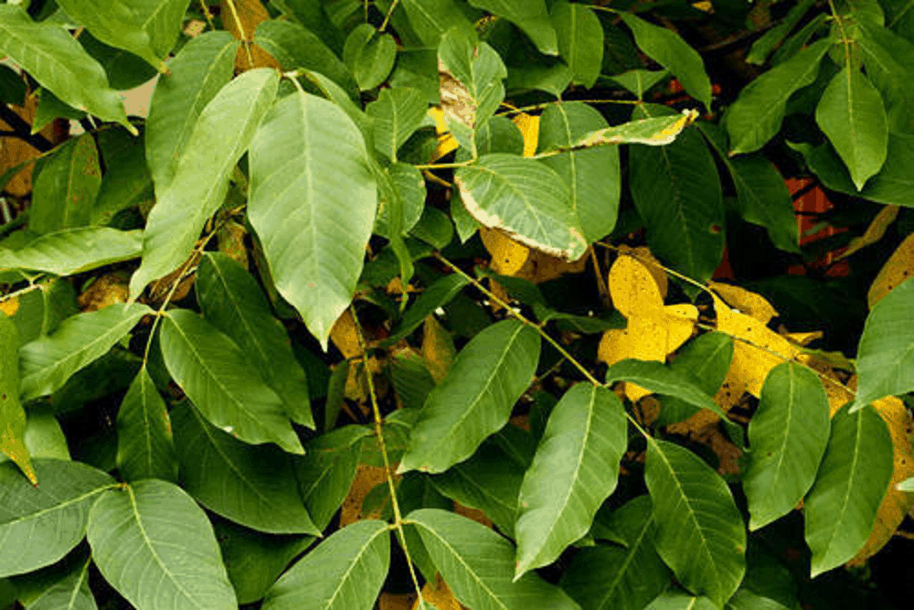 बॉल्सम पेरू के फायदे एवं नुकसान – Health Benefits of Balsam Of Peru