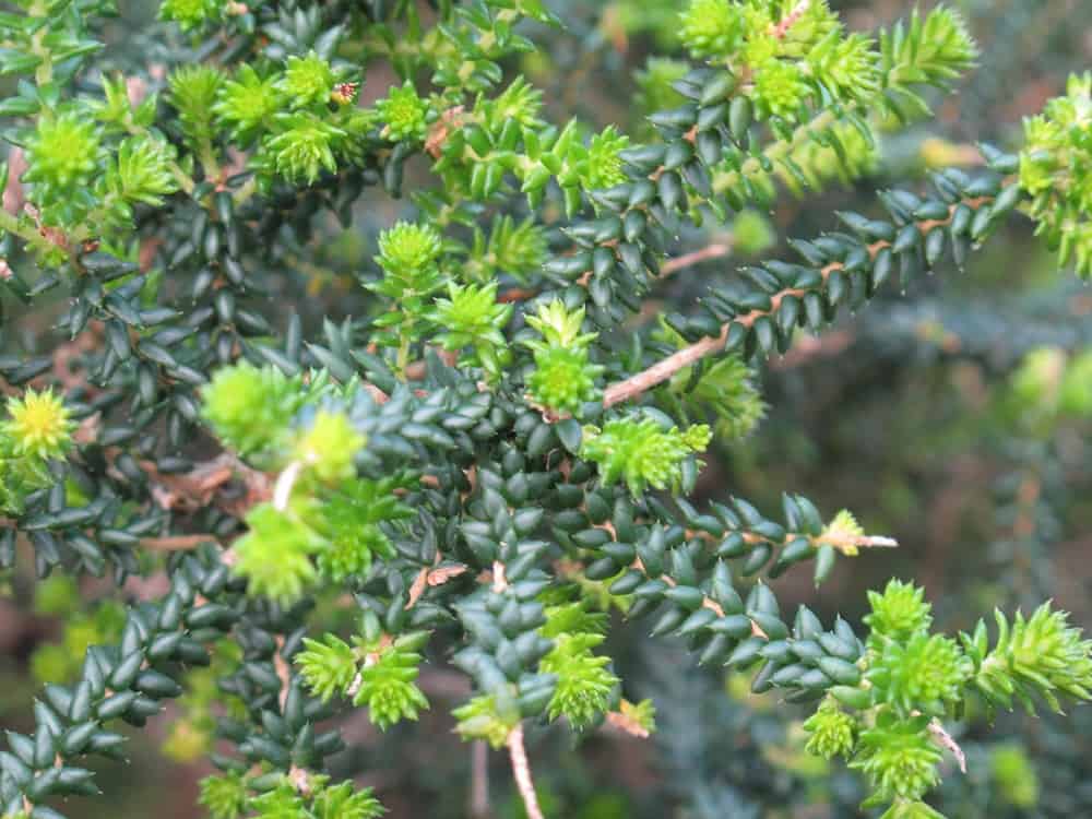 Buchu: बुचु क्या है?