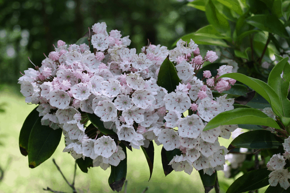 Mountain Laurel: माउंटेन लॉरेल क्या है?