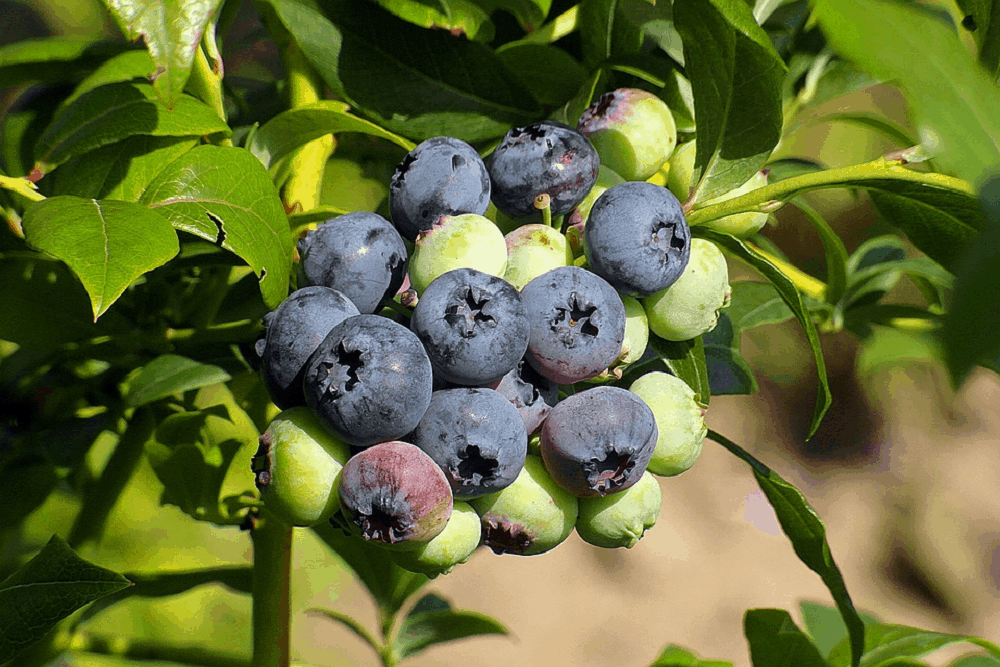 Bilberry: बिलबेरी क्या है?