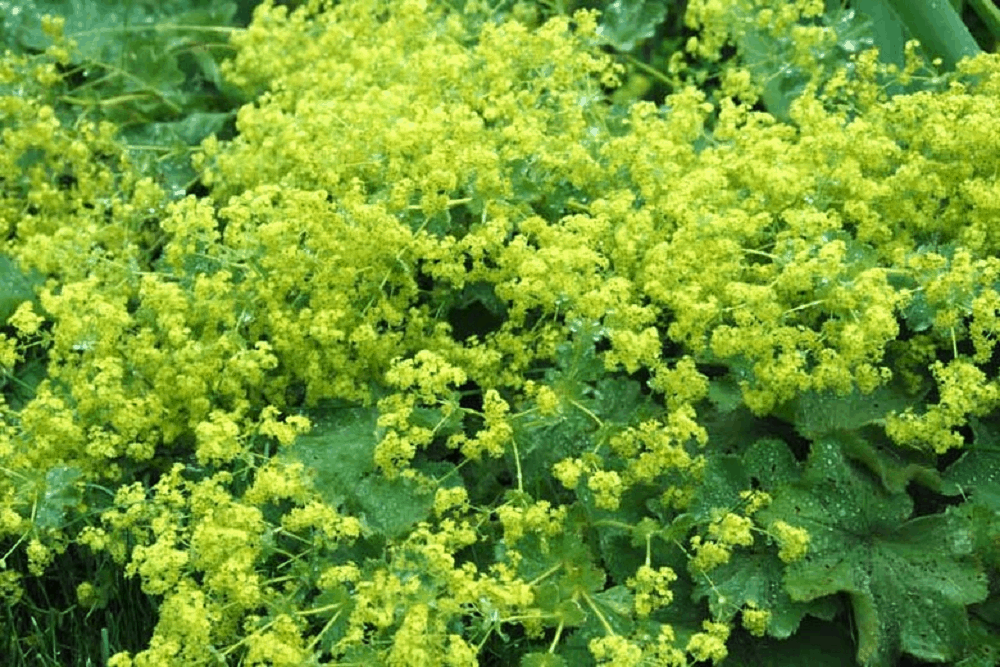 Lady’s Mantle: लेडीज मेंटल क्या है?