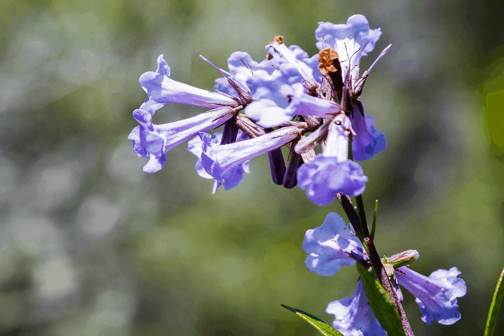 Yerba Santa: येरबा सांता क्या है?
