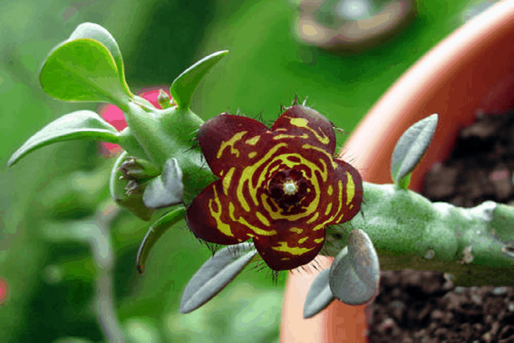 Caralluma: कैरालूमा क्या है?