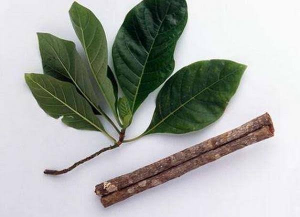 Cinchona: सिनकोना क्या है?