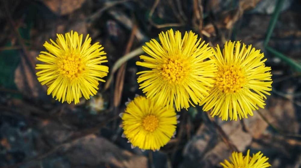 Coltsfoot: कोल्टसफूट क्या है?