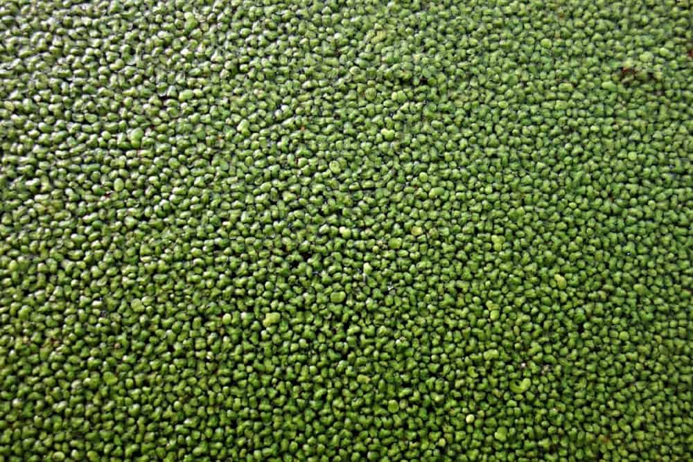 Duckweed: डकवीड क्या है?
