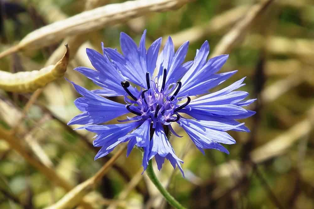 Cornflower : कॉर्नफ्लावर क्या है?