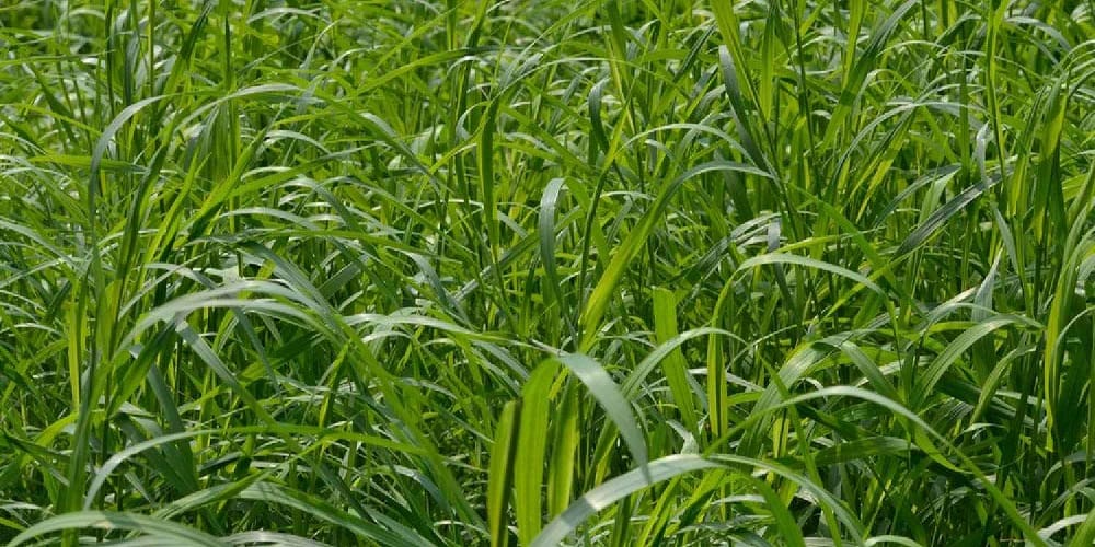 Couch Grass: काउच ग्रास क्या है?
