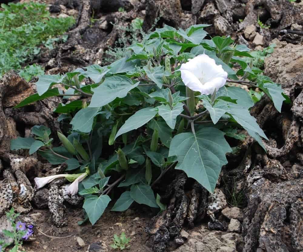Datura wrightii: धतूरा क्या है?