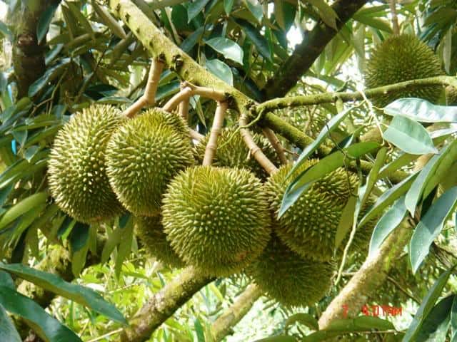 Durian: ड्यूरियन क्या है?