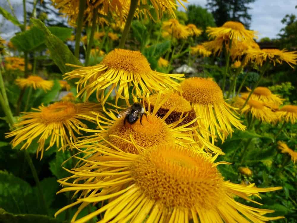 Elecampane: एलेकेंपेन क्या है?