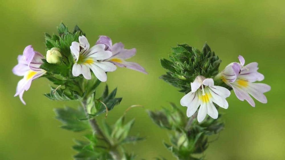Eyebright: आईब्रिट क्या है?