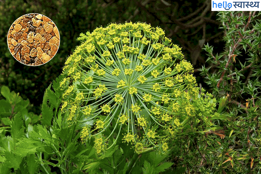 गैलबैनम के फायदे और नुकसान - Health Benefits of Galbanum