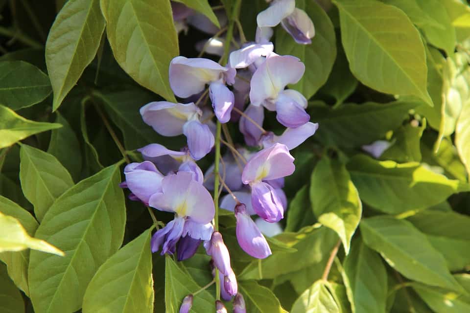 Glycine : ग्लाइसिन क्या है?