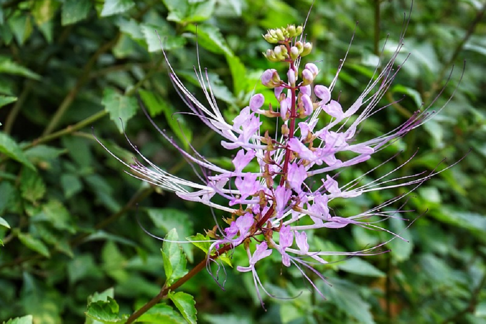 Java Tea: जावा टी क्या है?