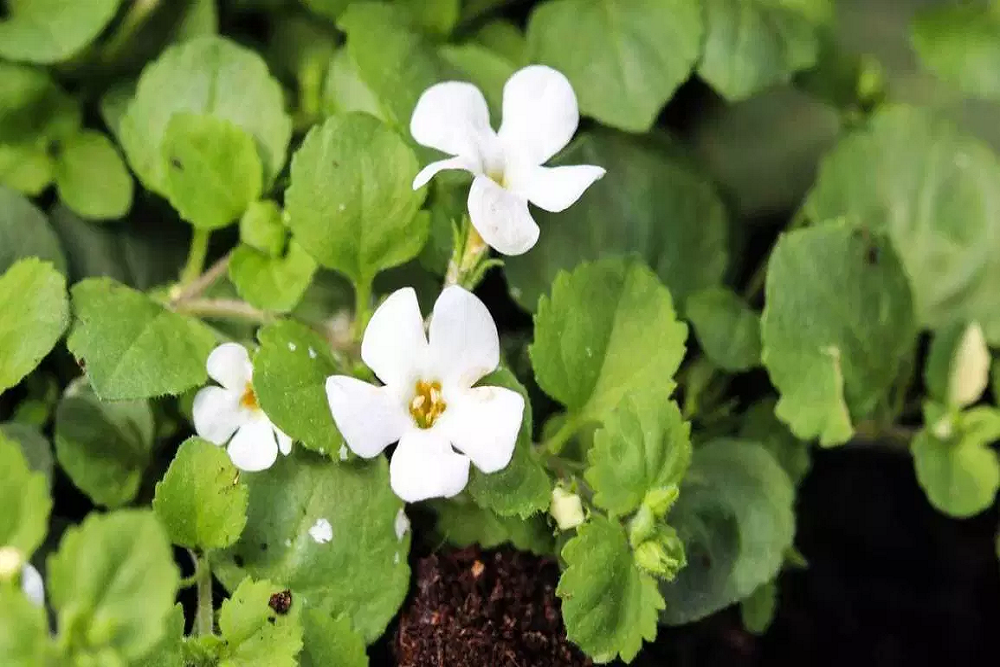 ब्राह्मी के फायदे एंव नुकसान – Health Benefits of Brahmi