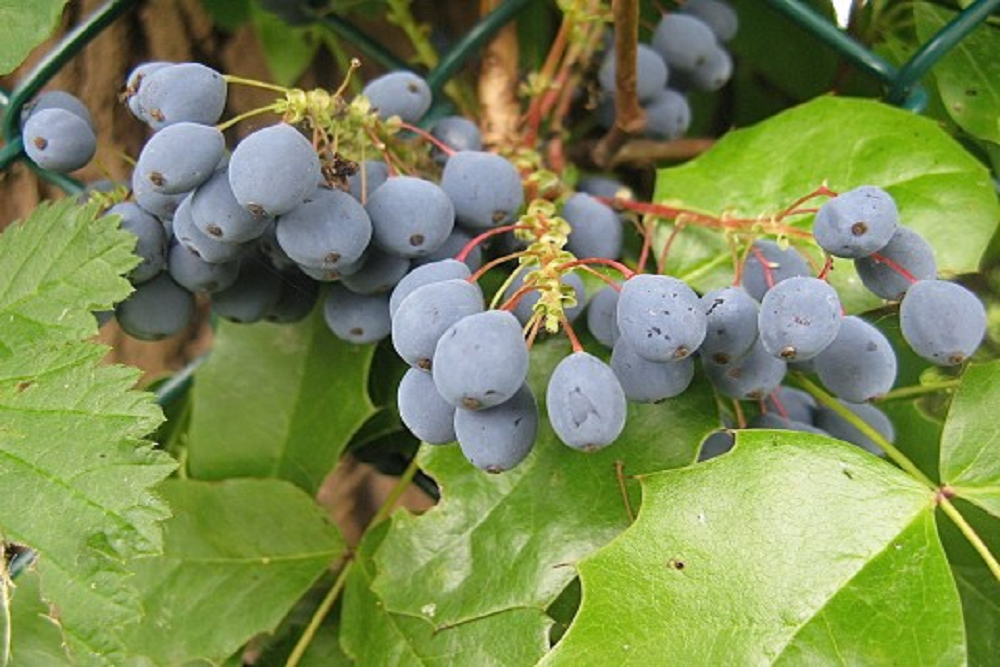 Oregon Grape: ओरेगन ग्रेप क्या है?
