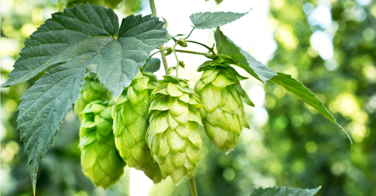 Hops: हॉप्स क्या है?