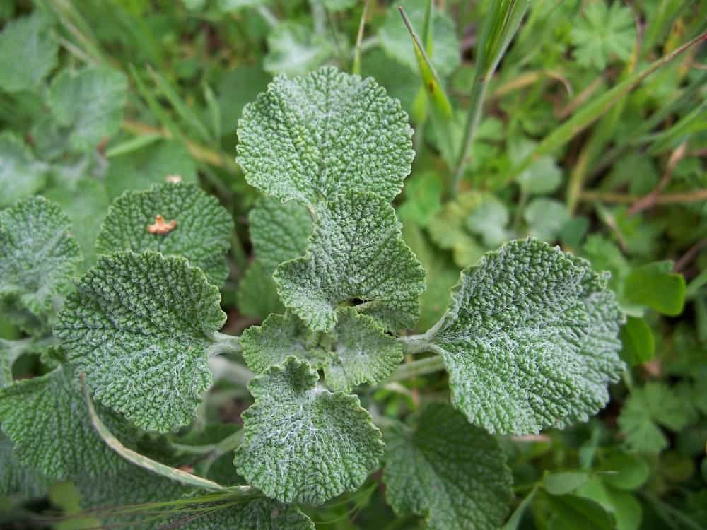 Horehound: होरहाउंड क्या है?