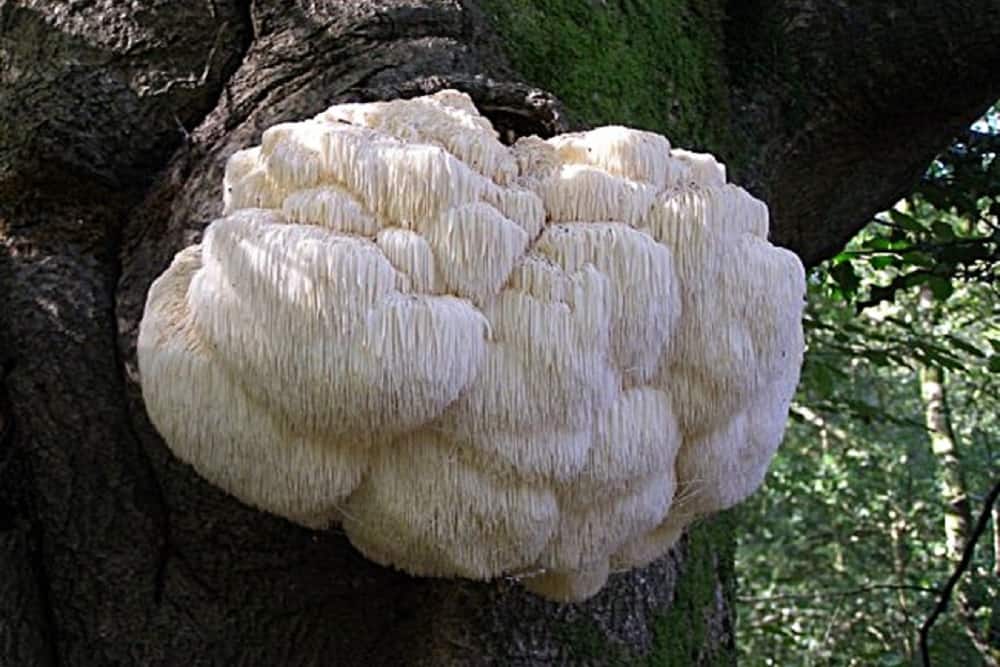 Hericium Erinaceus: हैरीसियम एरीनाशियस क्या है?