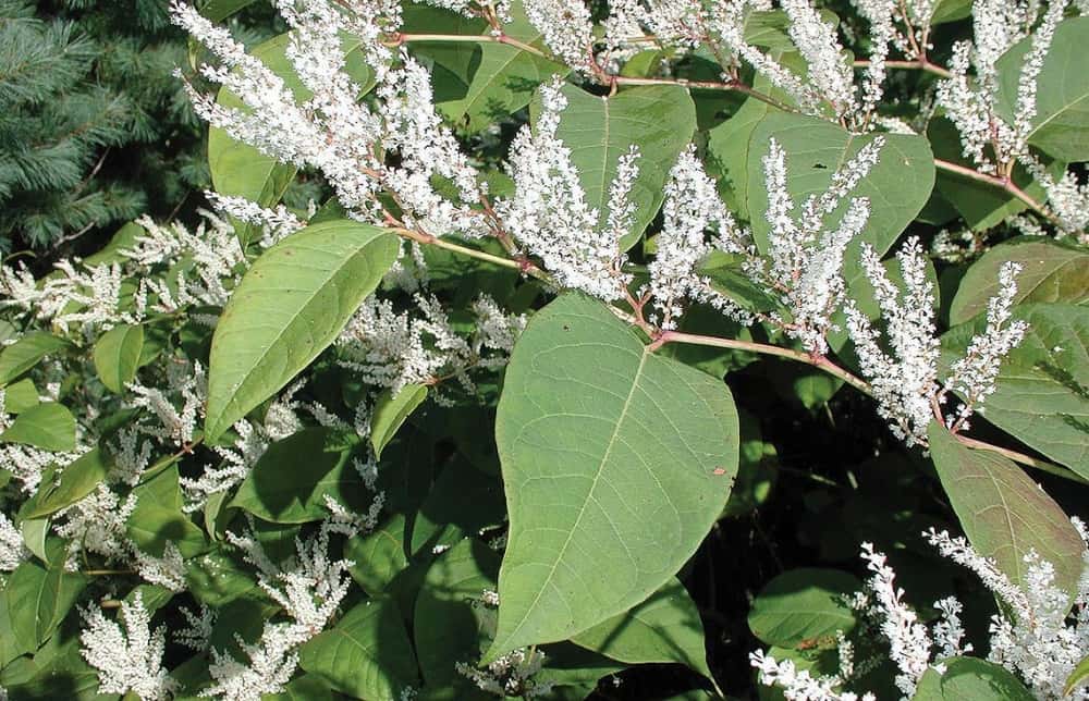 जापानी नॉटवीड के फायदे एवं नुकसान – Health Benefits of Japanese Knotweed