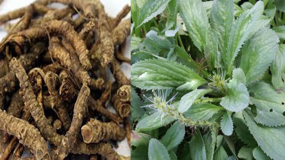 Kutki: कुटकी क्या है?