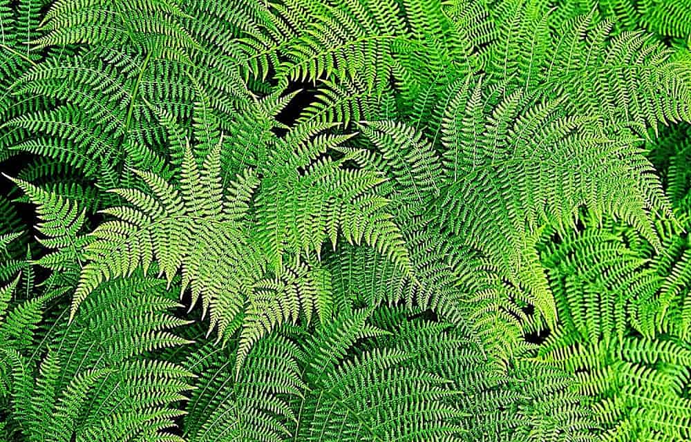 लेडी फर्न के फायदे एवं नुकसान – Health Benefits of Lady Fern