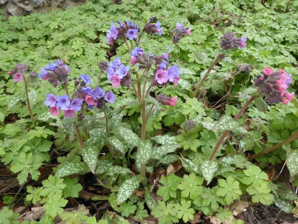 Lungwort: लंगवॉर्ट क्या है?