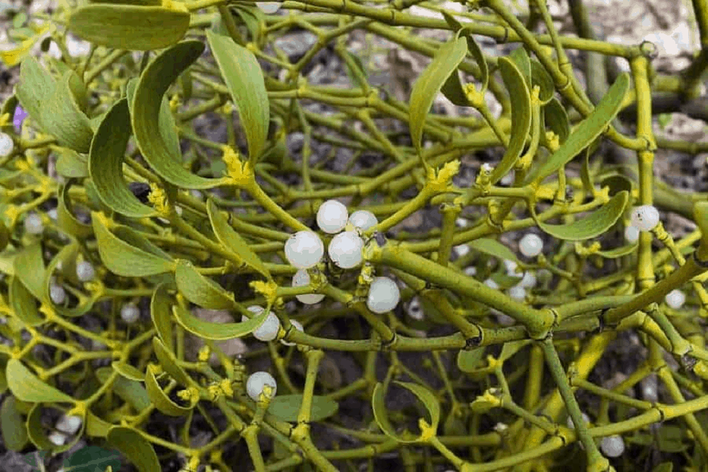 Mistletoe (European): मिसलटो क्या है?