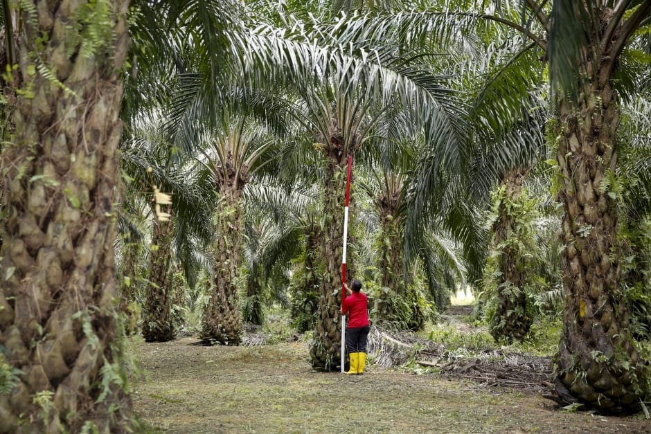 Palm Oil : ताड़ का तेल क्या है ?