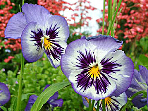 Pansy: पैन्सी क्या है?