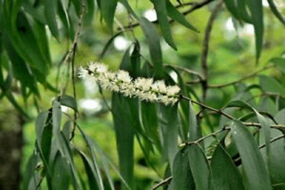 Cajeput Oil : काजीपूत ऑयल क्या है?