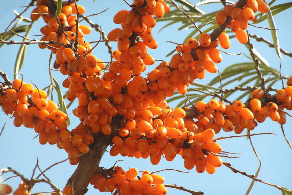 Sea Buckthorn: सी बकथॉर्न क्या है?