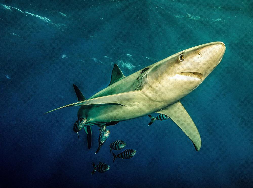 शार्क कार्टिलेज के फायदे एवं नुकसान – Health Benefits of Shark Cartilage