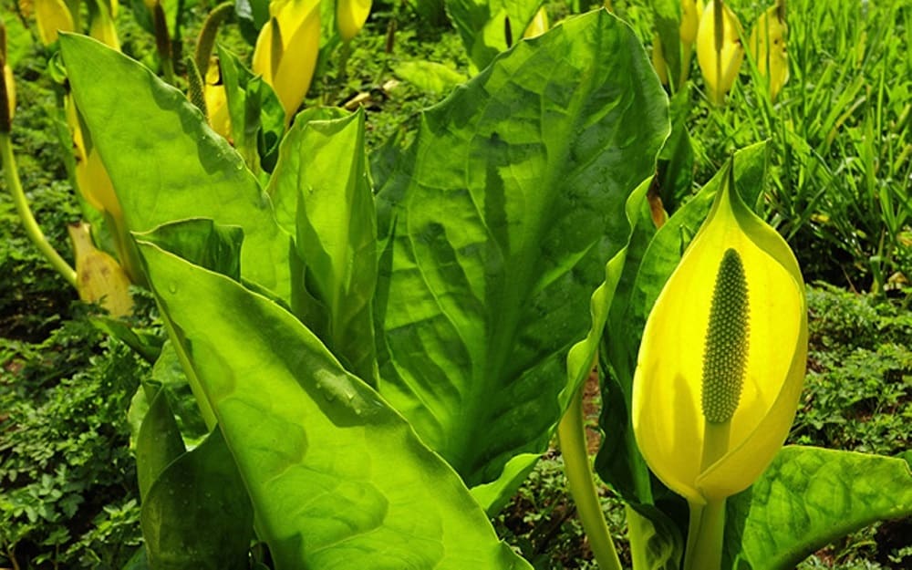 स्कंक गोभी के फायदे एवं नुकसान – Health Benefits of Skunk Cabbage