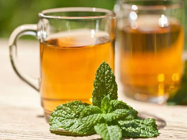 स्पीयर मिंट-spearmint
