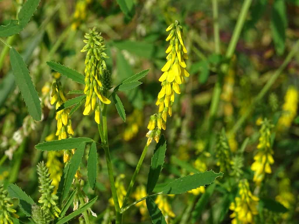 Sweet Clover : स्वीट क्लोवर क्या है?