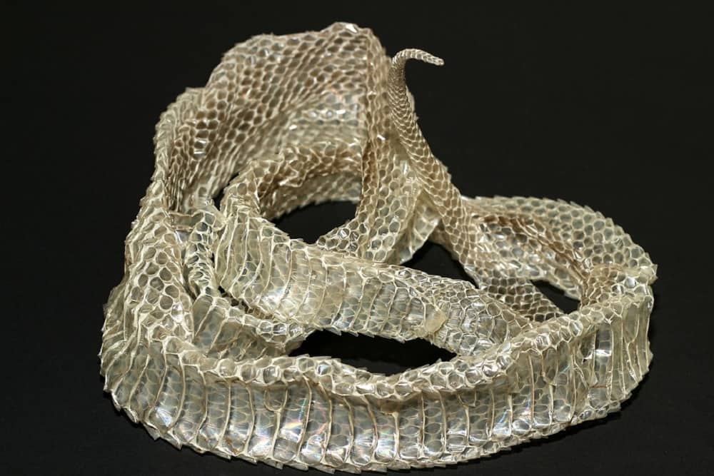 सांप की खाल के फायदे एवं नुकसान – Health Benefits of Snake Skin