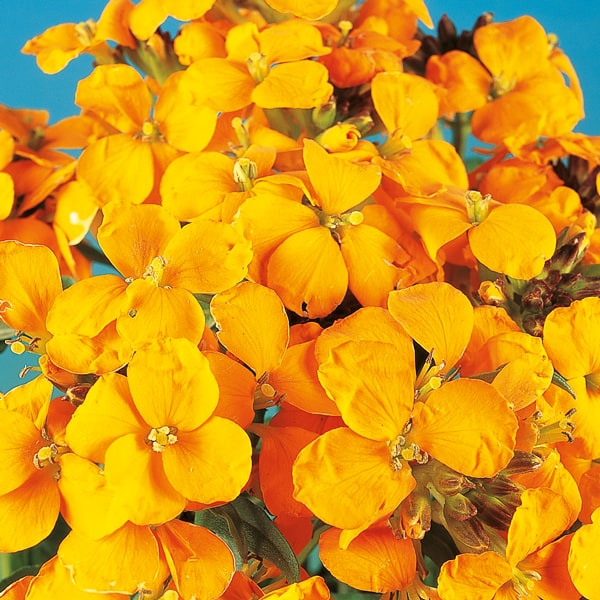 Wallflower: वॉलफ्लावर क्या है?
