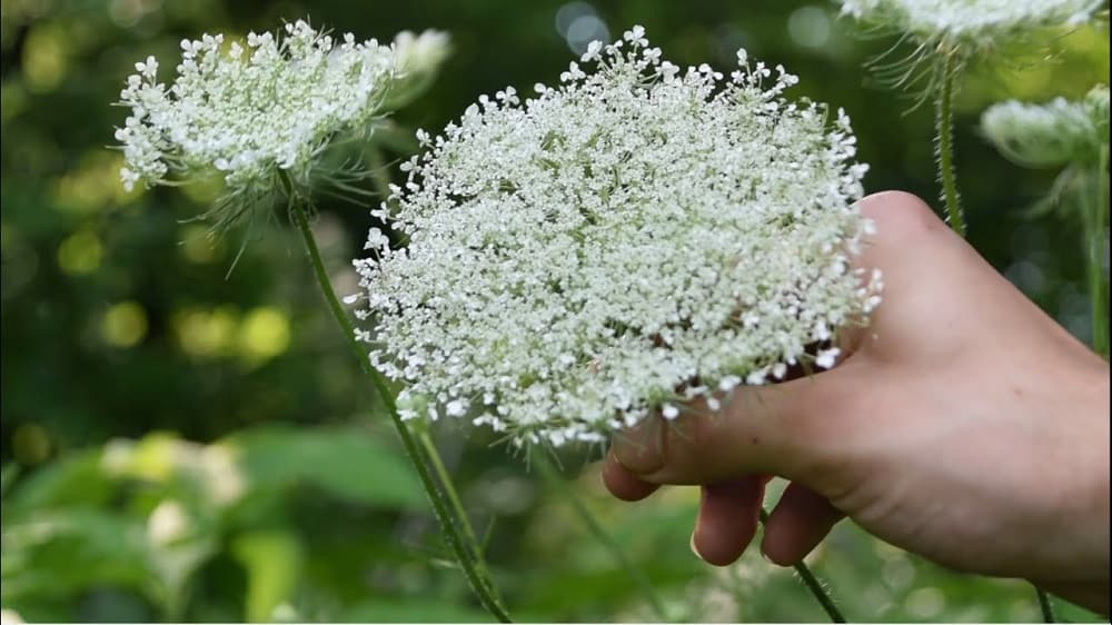 Wild Carrot: जंगली गाजर क्या है?