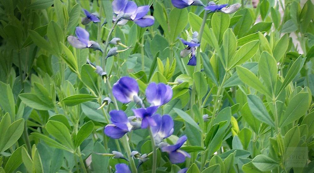 Wild indigo: वाइल्ड इंडिगो क्या है?