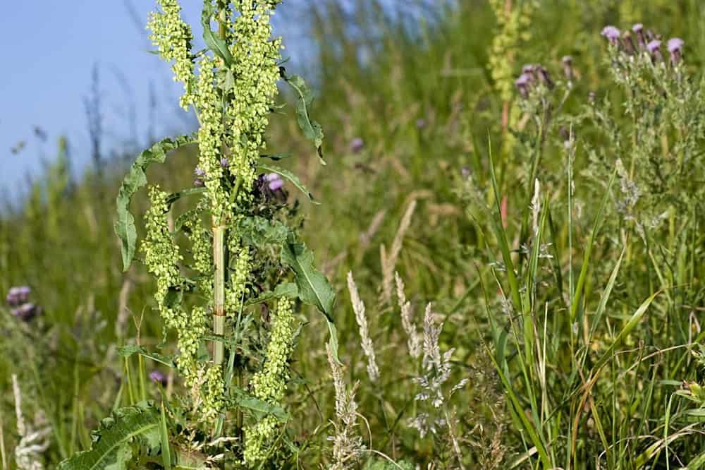 पीला डॉक के फायदे एवं नुकसान – Health Benefits of Yellow Dock